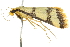  ( - 10ANIC-10336)  @12 [ ] CreativeCommons - Attribution (2010) CBG Photography Group Centre for Biodiversity Genomics