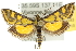  ( - 10ANIC-10343)  @15 [ ] CreativeCommons - Attribution (2010) CBG Photography Group Centre for Biodiversity Genomics