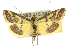  ( - 10ANIC-10357)  @15 [ ] CreativeCommons - Attribution (2010) CBG Photography Group Centre for Biodiversity Genomics