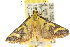  ( - 10ANIC-10371)  @13 [ ] CreativeCommons - Attribution (2010) CBG Photography Group Centre for Biodiversity Genomics