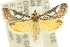  ( - 10ANIC-10381)  @15 [ ] CreativeCommons - Attribution (2010) CBG Photography Group Centre for Biodiversity Genomics