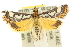  ( - 10ANIC-10383)  @13 [ ] CreativeCommons - Attribution (2010) CBG Photography Group Centre for Biodiversity Genomics