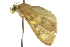  ( - 10ANIC-10492)  @13 [ ] CreativeCommons - Attribution (2010) CBG Photography Group Centre for Biodiversity Genomics