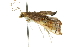  ( - 10ANIC-10504)  @14 [ ] CreativeCommons - Attribution (2010) CBG Photography Group Centre for Biodiversity Genomics
