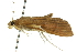  ( - 10ANIC-10641)  @12 [ ] CreativeCommons - Attribution (2010) CBG Photography Group Centre for Biodiversity Genomics