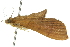  ( - 10ANIC-10643)  @12 [ ] CreativeCommons - Attribution (2010) CBG Photography Group Centre for Biodiversity Genomics