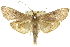  ( - 10ANIC-10648)  @11 [ ] CreativeCommons - Attribution (2010) CBG Photography Group Centre for Biodiversity Genomics