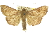  ( - 10ANIC-10652)  @15 [ ] CreativeCommons - Attribution (2010) CBG Photography Group Centre for Biodiversity Genomics