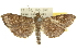 ( - 10ANIC-10653)  @13 [ ] CreativeCommons - Attribution (2010) CBG Photography Group Centre for Biodiversity Genomics