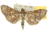  ( - 10ANIC-10655)  @15 [ ] CreativeCommons - Attribution (2010) CBG Photography Group Centre for Biodiversity Genomics