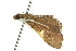  ( - 10ANIC-10667)  @13 [ ] CreativeCommons - Attribution (2010) CBG Photography Group Centre for Biodiversity Genomics