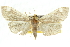  ( - 10ANIC-10671)  @15 [ ] CreativeCommons - Attribution (2010) CBG Photography Group Centre for Biodiversity Genomics