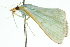 ( - 10ANIC-10676)  @13 [ ] CreativeCommons - Attribution (2010) CBG Photography Group Centre for Biodiversity Genomics
