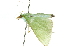  ( - 10ANIC-10695)  @14 [ ] CreativeCommons - Attribution (2010) CBG Photography Group Centre for Biodiversity Genomics