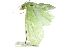  ( - 10ANIC-10696)  @13 [ ] CreativeCommons - Attribution (2010) CBG Photography Group Centre for Biodiversity Genomics