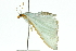  ( - 10ANIC-10705)  @13 [ ] CreativeCommons - Attribution (2010) CBG Photography Group Centre for Biodiversity Genomics