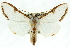  (Cirrhochrista arcusalis - 10ANIC-10759)  @15 [ ] CreativeCommons - Attribution (2010) CBG Photography Group Centre for Biodiversity Genomics