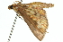  ( - 10ANIC-10786)  @12 [ ] CreativeCommons - Attribution (2010) CBG Photography Group Centre for Biodiversity Genomics