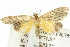  ( - 10ANIC-10833)  @14 [ ] CreativeCommons - Attribution (2010) CBG Photography Group Centre for Biodiversity Genomics