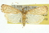  ( - 10ANIC-10842)  @13 [ ] CreativeCommons - Attribution (2010) CBG Photography Group Centre for Biodiversity Genomics