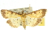  ( - 10ANIC-10902)  @13 [ ] CreativeCommons - Attribution (2010) CBG Photography Group Centre for Biodiversity Genomics