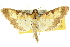  ( - 10ANIC-10903)  @14 [ ] CreativeCommons - Attribution (2010) CBG Photography Group Centre for Biodiversity Genomics