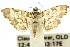  ( - 10ANIC-10907)  @11 [ ] CreativeCommons - Attribution (2010) CBG Photography Group Centre for Biodiversity Genomics