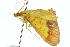  ( - 10ANIC-10911)  @13 [ ] CreativeCommons - Attribution (2010) CBG Photography Group Centre for Biodiversity Genomics