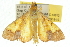  ( - 10ANIC-10912)  @14 [ ] CreativeCommons - Attribution (2010) CBG Photography Group Centre for Biodiversity Genomics