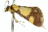  ( - 10ANIC-10916)  @12 [ ] CreativeCommons - Attribution (2010) CBG Photography Group Centre for Biodiversity Genomics
