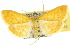  (Notarcha chrysoplasta - 10ANIC-10927)  @14 [ ] CreativeCommons - Attribution (2010) CBG Photography Group Centre for Biodiversity Genomics