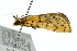 ( - 10ANIC-10946)  @12 [ ] CreativeCommons - Attribution (2010) CBG Photography Group Centre for Biodiversity Genomics
