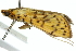  ( - 10ANIC-10948)  @12 [ ] CreativeCommons - Attribution (2010) CBG Photography Group Centre for Biodiversity Genomics