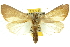  ( - 10ANIC-10980)  @15 [ ] CreativeCommons - Attribution (2010) CBG Photography Group Centre for Biodiversity Genomics