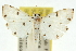 ( - 10ANIC-11020)  @11 [ ] CreativeCommons - Attribution (2010) CBG Photography Group Centre for Biodiversity Genomics