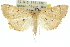  ( - 10ANIC-11076)  @14 [ ] CreativeCommons - Attribution (2010) CBG Photography Group Centre for Biodiversity Genomics