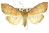  ( - 10ANIC-11078)  @11 [ ] CreativeCommons - Attribution (2010) CBG Photography Group Centre for Biodiversity Genomics