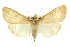  ( - 10ANIC-11081)  @11 [ ] CreativeCommons - Attribution (2010) CBG Photography Group Centre for Biodiversity Genomics