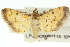  (Herpetogramma hipponalis - 10ANIC-11100)  @14 [ ] CreativeCommons - Attribution (2010) CBG Photography Group Centre for Biodiversity Genomics