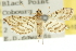  (Cnaphalocrocis loxodesma - 10ANIC-11115)  @11 [ ] CreativeCommons - Attribution (2010) CBG Photography Group Centre for Biodiversity Genomics
