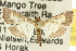  (Cnaphalocrocis sp. ANIC1 - 10ANIC-11120)  @14 [ ] CreativeCommons - Attribution (2010) CBG Photography Group Centre for Biodiversity Genomics