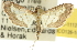  ( - 10ANIC-11121)  @13 [ ] CreativeCommons - Attribution (2010) CBG Photography Group Centre for Biodiversity Genomics