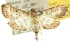  ( - 10ANIC-11122)  @11 [ ] CreativeCommons - Attribution (2010) CBG Photography Group Centre for Biodiversity Genomics