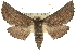  (Apotheta - 10ANIC-11127)  @15 [ ] CreativeCommons - Attribution (2010) CBG Photography Group Centre for Biodiversity Genomics