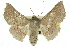  ( - 10ANIC-11143)  @11 [ ] CreativeCommons - Attribution (2010) CBG Photography Group Centre for Biodiversity Genomics