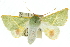  ( - 10ANIC-11161)  @13 [ ] CreativeCommons - Attribution (2010) CBG Photography Group Centre for Biodiversity Genomics
