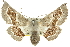  (Oenochroma - 10ANIC-11217)  @16 [ ] CreativeCommons - Attribution (2010) CBG Photography Group Centre for Biodiversity Genomics