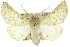  ( - 10ANIC-11218)  @15 [ ] CreativeCommons - Attribution (2010) CBG Photography Group Centre for Biodiversity Genomics