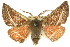  ( - 10ANIC-11231)  @15 [ ] CreativeCommons - Attribution (2010) CBG Photography Group Centre for Biodiversity Genomics