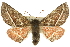  ( - 10ANIC-11232)  @15 [ ] CreativeCommons - Attribution (2010) CBG Photography Group Centre for Biodiversity Genomics